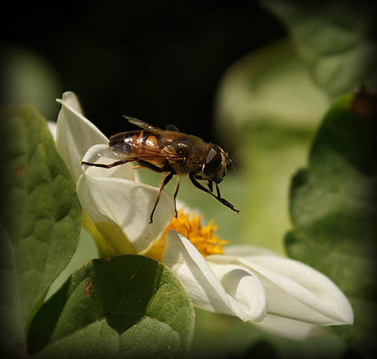 photo "макро,муха,цветы" tags: macro and close-up, nature, insect