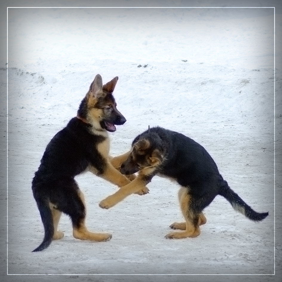 photo "The Game" tags: nature, genre, pets/farm animals