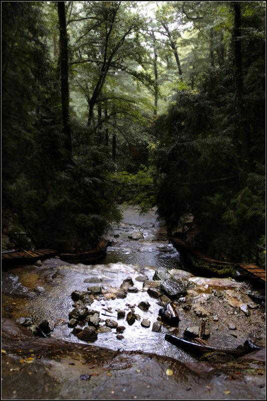 фото "Влажный лес" метки: пейзаж, вода, лес