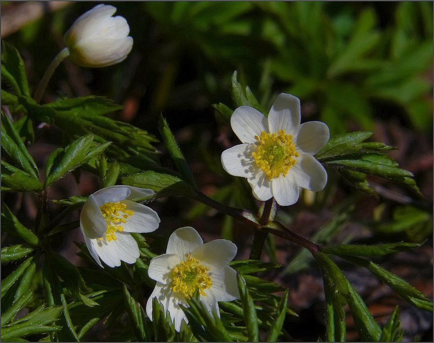 photo "We are first!" tags: macro and close-up, nature, flowers