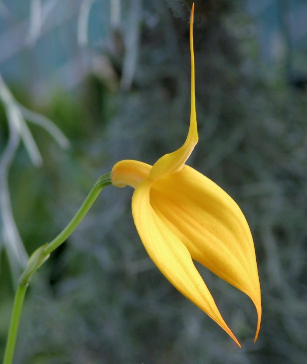 photo "Masdevallia Orchid Falcata 'Goldfinch'" tags: nature, flowers