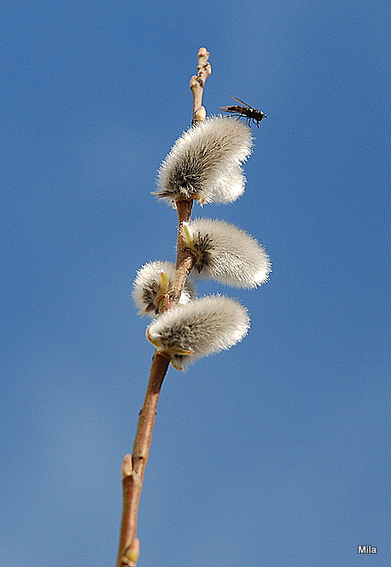 photo "***" tags: macro and close-up, 