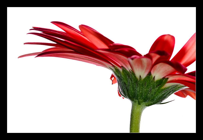 photo "Gerbera #03 - in BackLight" tags: nature, macro and close-up, flowers