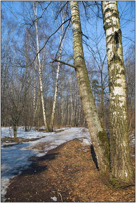 photo "Last snow-2" tags: landscape, forest, spring