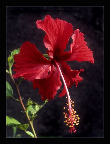 фото "red hibiscus" метки: природа, цветы