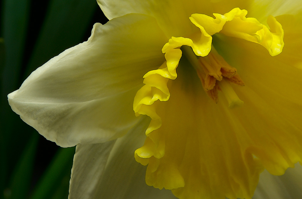 фото "Нарцисс" метки: макро и крупный план, природа, цветы