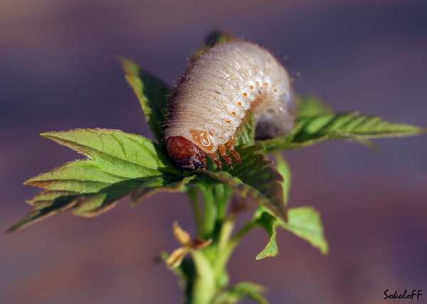 фото "Скоро будет майский жук" метки: макро и крупный план, природа, насекомое