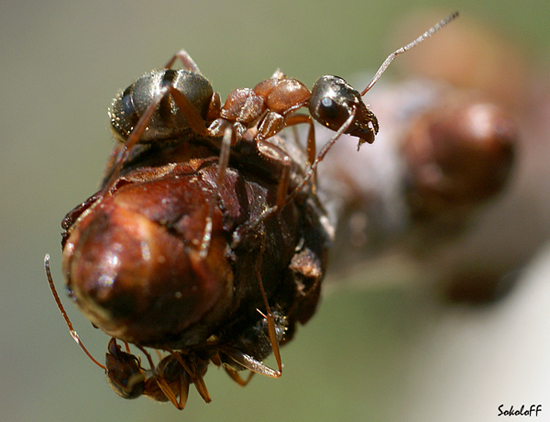 photo "макро,муровей,природа" tags: macro and close-up, nature, insect