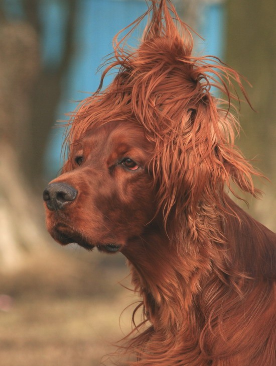 photo "***" tags: portrait, nature, pets/farm animals