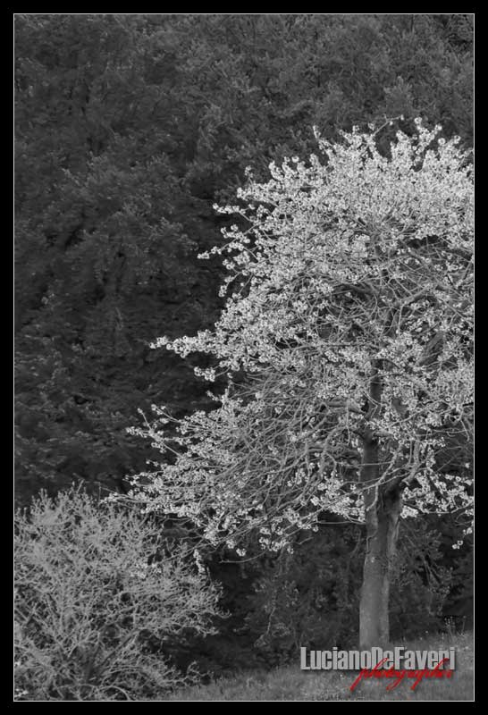 photo "Flowers in the montain" tags: black&white, 