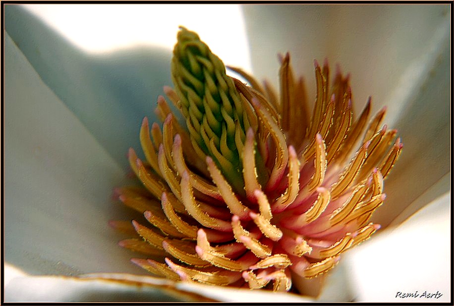 фото "fresh flower" метки: природа, макро и крупный план, цветы