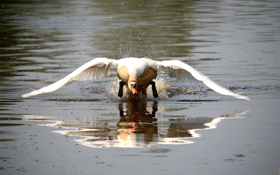 photo "good start" tags: nature, pets/farm animals