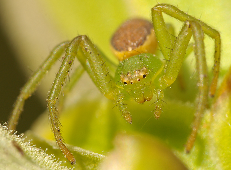 photo "Diaea dorsata" tags: nature, macro and close-up, insect