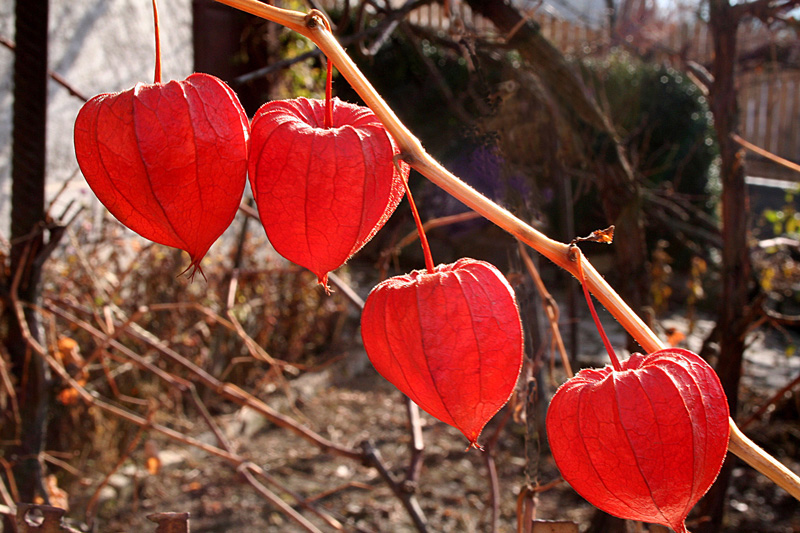 photo "The Chinese lanterns of autumn" tags: nature, flowers