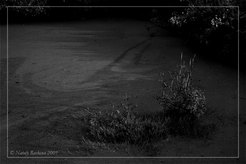 photo "A Pond" tags: landscape, black&white, water