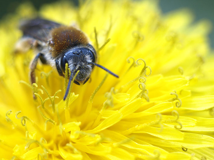 photo "***" tags: nature, insect