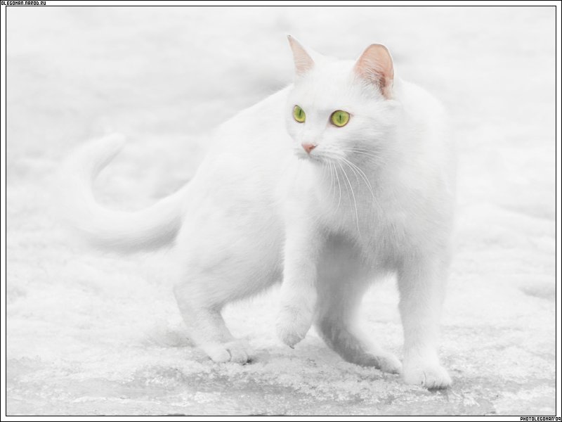 photo "snOw cOlOr cat" tags: nature, pets/farm animals