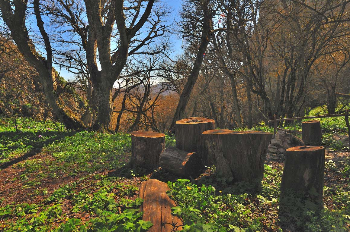 photo "***" tags: landscape, forest