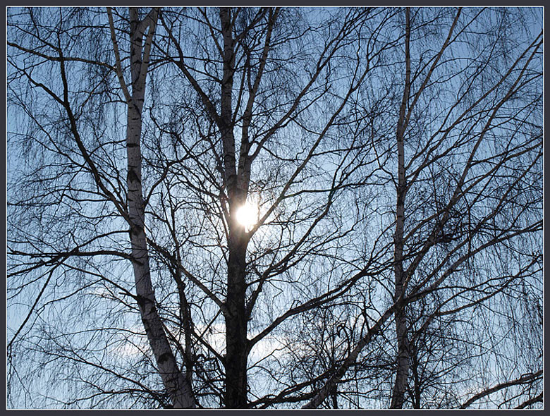 photo "The winter drawing (trees)" tags: landscape, winter