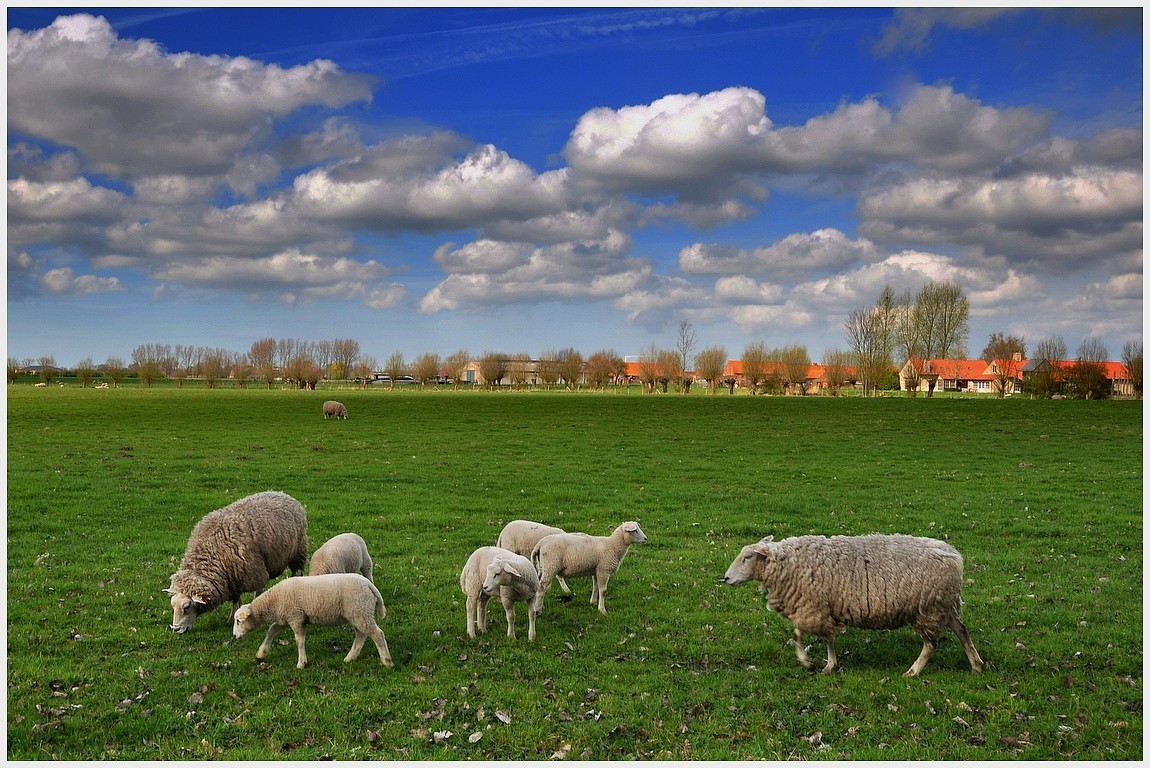 photo "Sheep as clouds." tags: landscape, clouds, spring