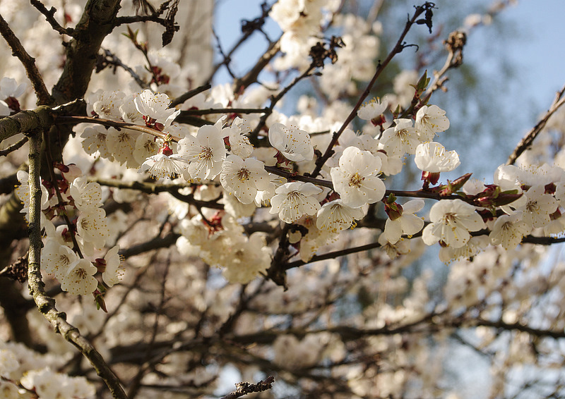 photo "***" tags: nature, flowers