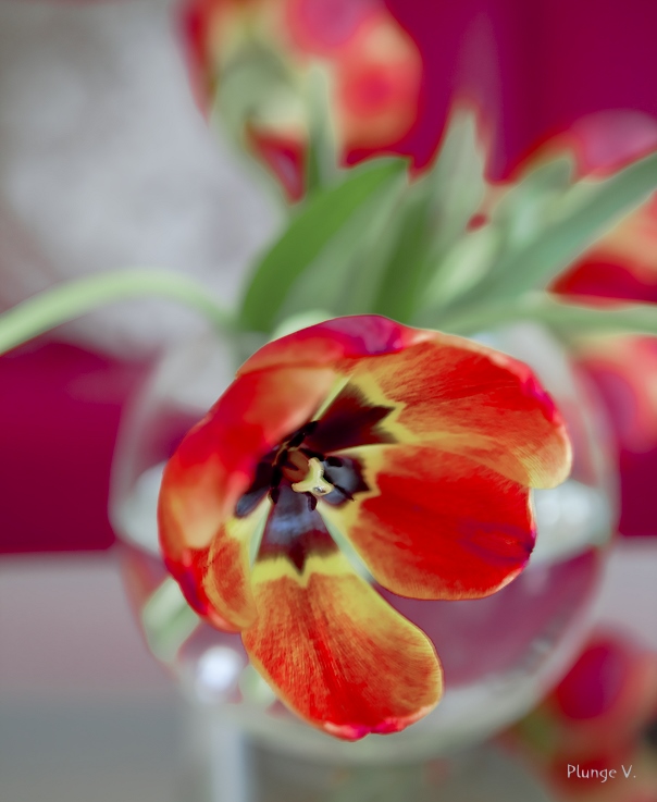 фото "R.Tulp" метки: природа, цветы