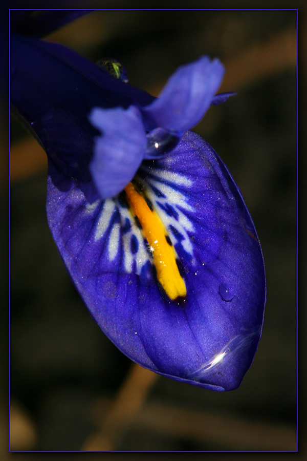 photo "***" tags: macro and close-up, nature, flowers