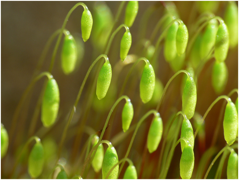 photo "Fragile" tags: nature, flowers