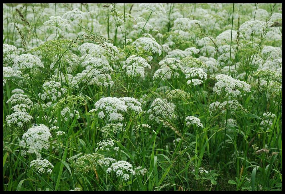 фото "-сочные травы-" метки: природа, цветы