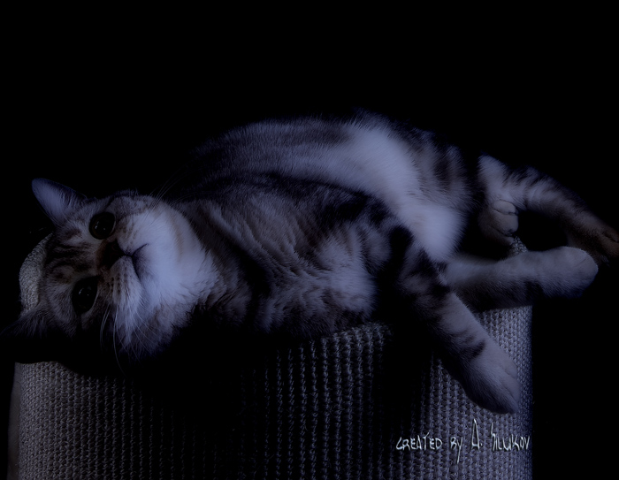 photo "insomnia" tags: nature, pets/farm animals