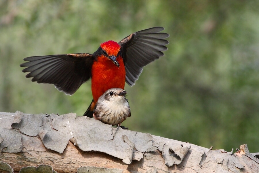 photo "oh..... this love" tags: nature, wild animals