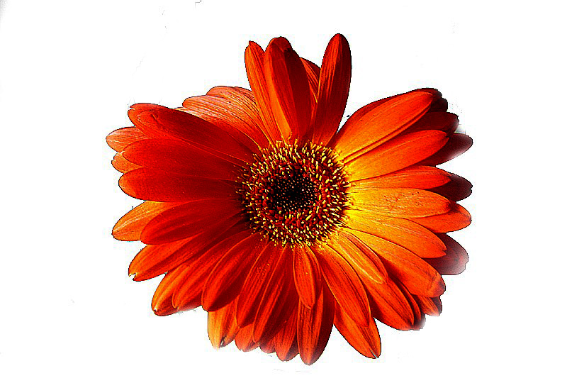 фото "Orange Flame" метки: природа, цветы