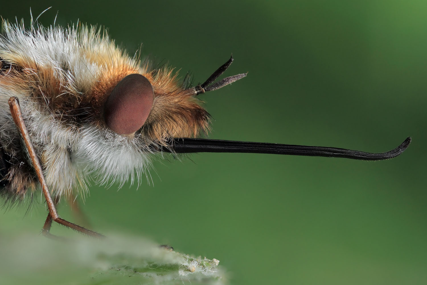 photo "Portrait of the bombilius" tags: macro and close-up, nature, insect