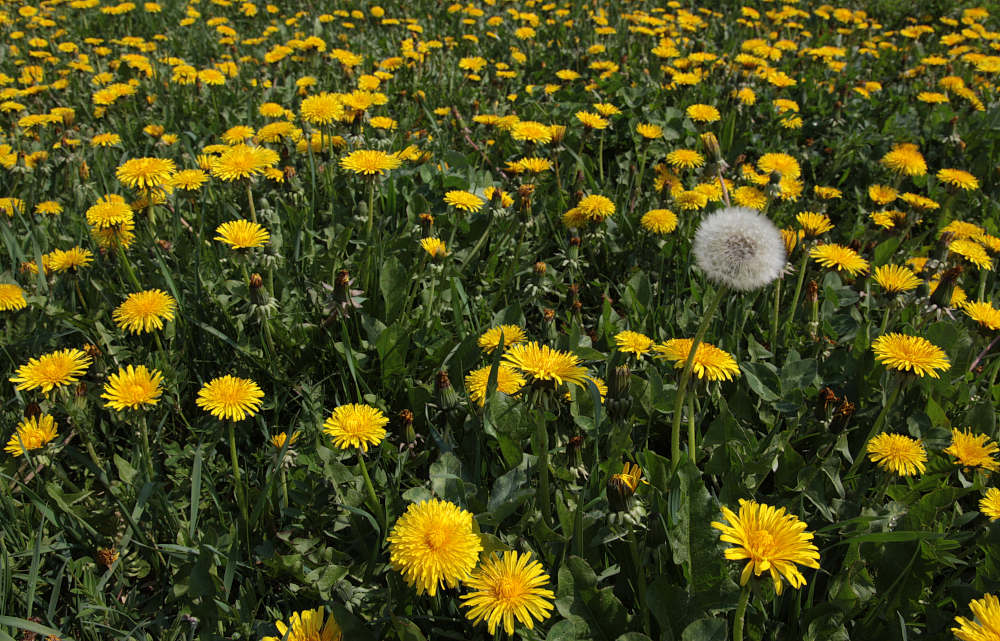 фото "Taraxacum" метки: пейзаж, весна