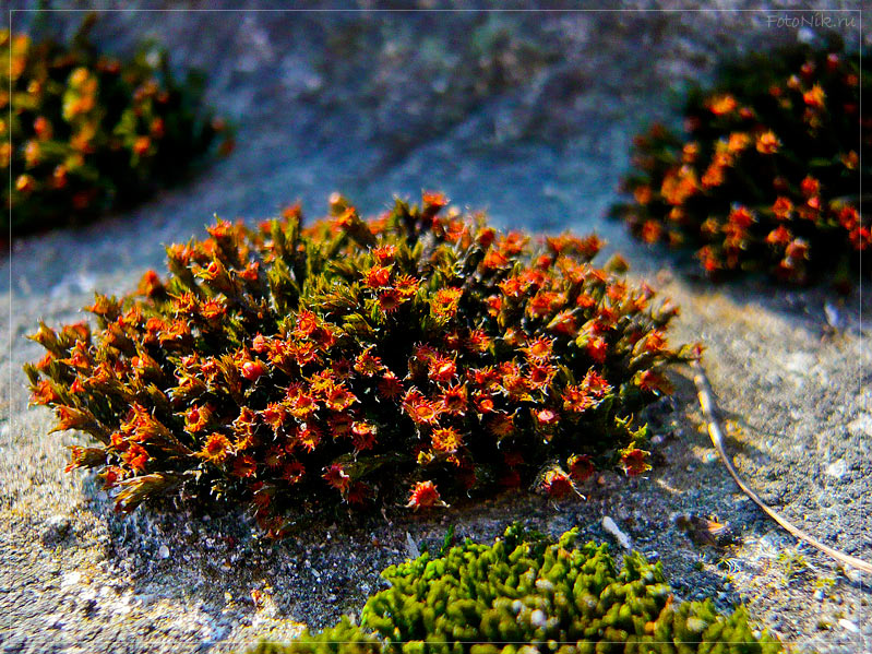 photo "Spring at a cemetery" tags: nature, misc., flowers