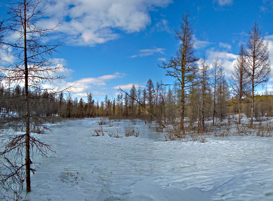 photo "Начало весны." tags: landscape, forest, spring