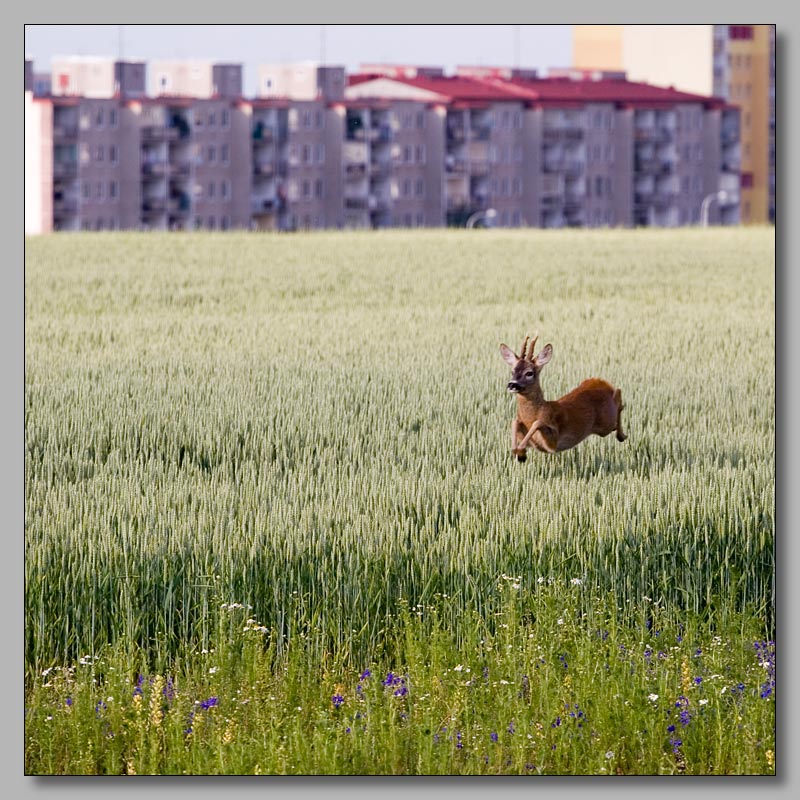 фото "Олень на окраине Праги" метки: природа, пейзаж, дикие животные, лето