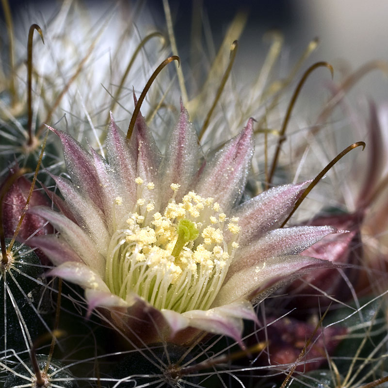 photo "***" tags: nature, flowers