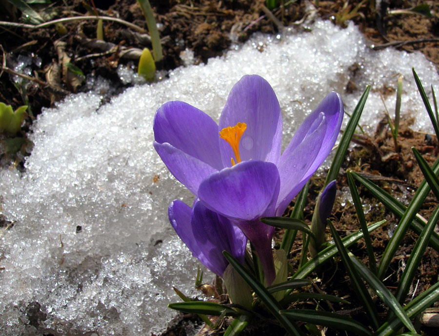 фото "Первенцы весны" метки: природа, цветы