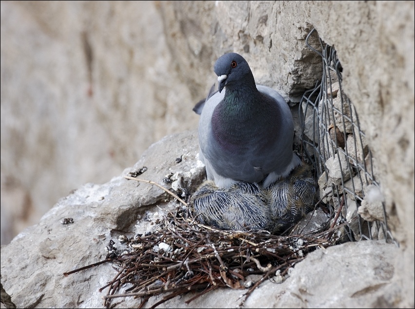 photo "Mother pigeon" tags: nature, wild animals