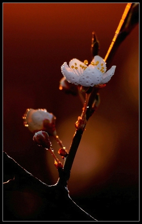 фото "***" метки: природа, 