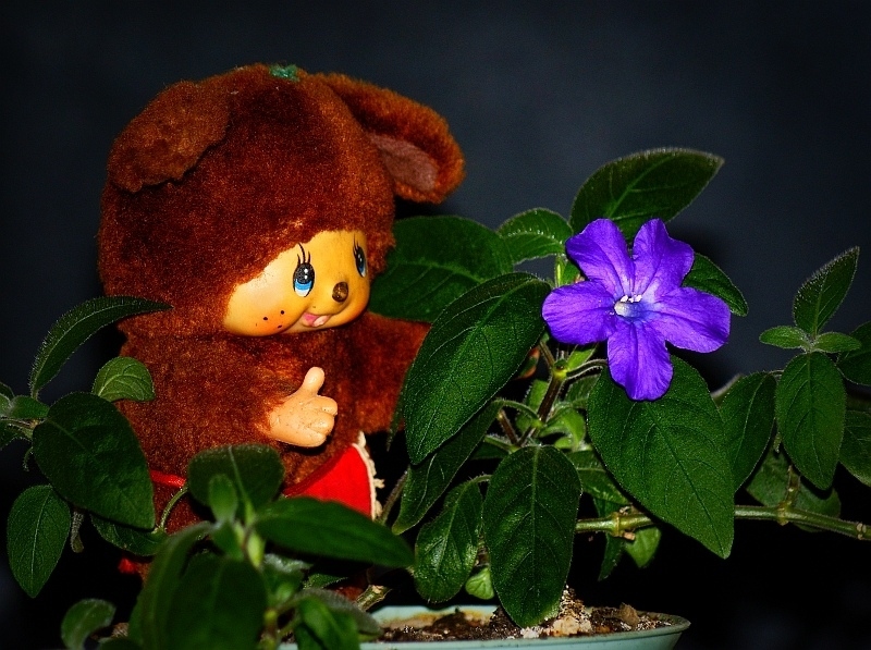 photo "Young Naturalist" tags: nature, still life, flowers