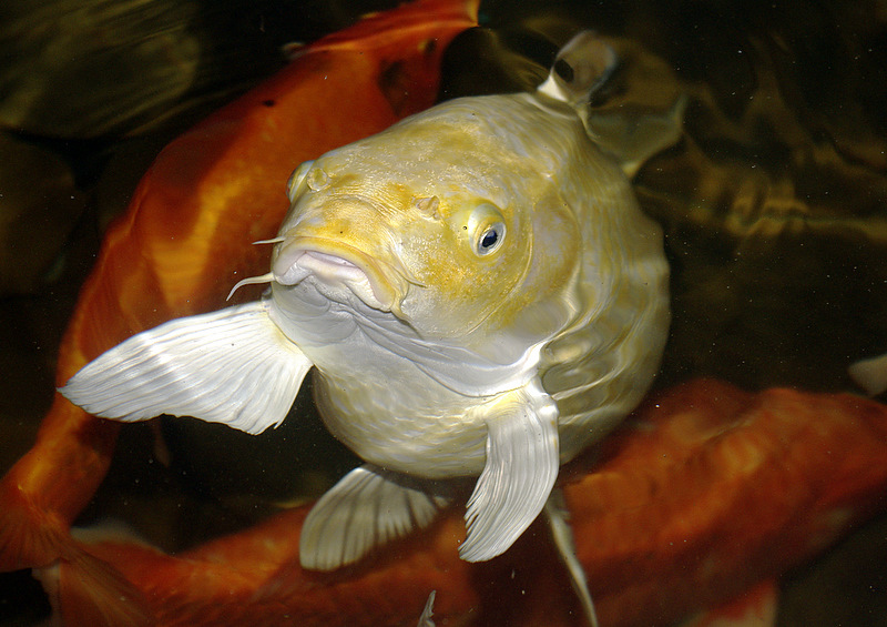 photo "***" tags: underwater, nature, 