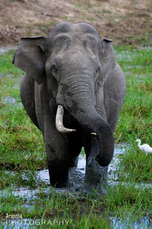 photo "The Tusker at Yala" tags: travel, nature, Asia, wild animals
