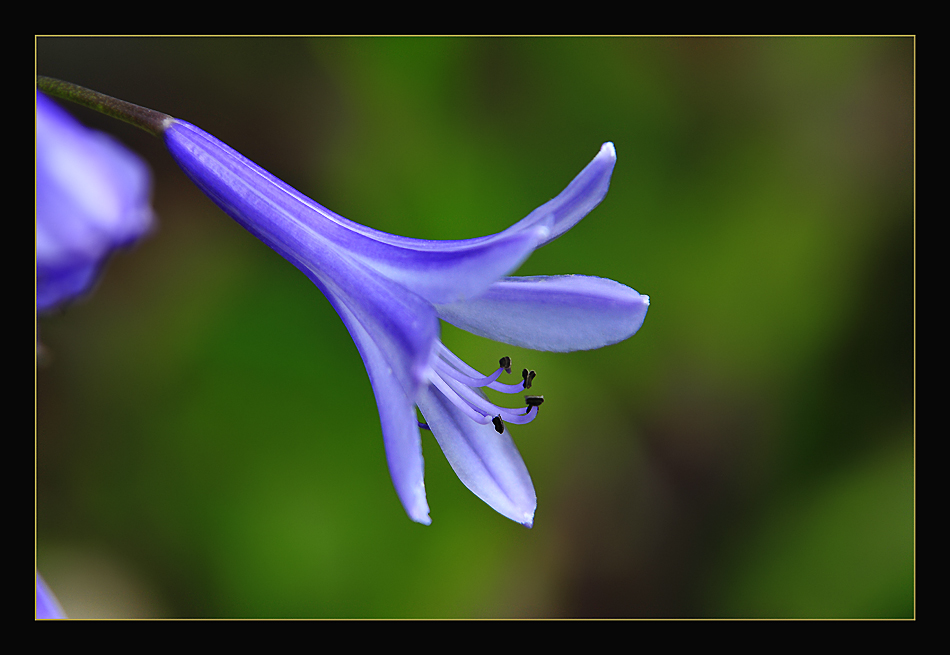 photo "***" tags: nature, macro and close-up, flowers