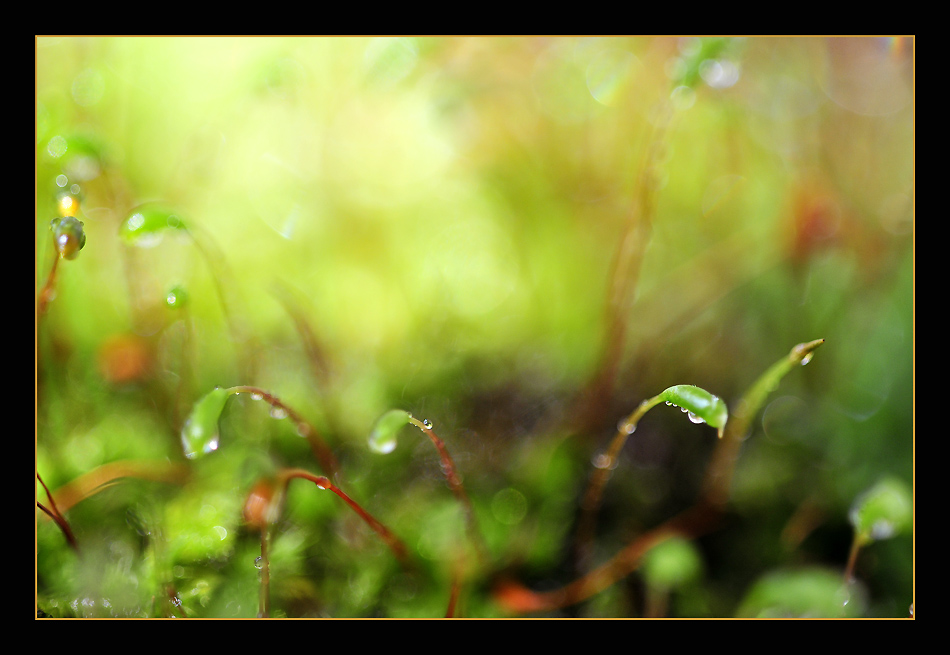 photo "MicroCosmos" tags: nature, macro and close-up, insect