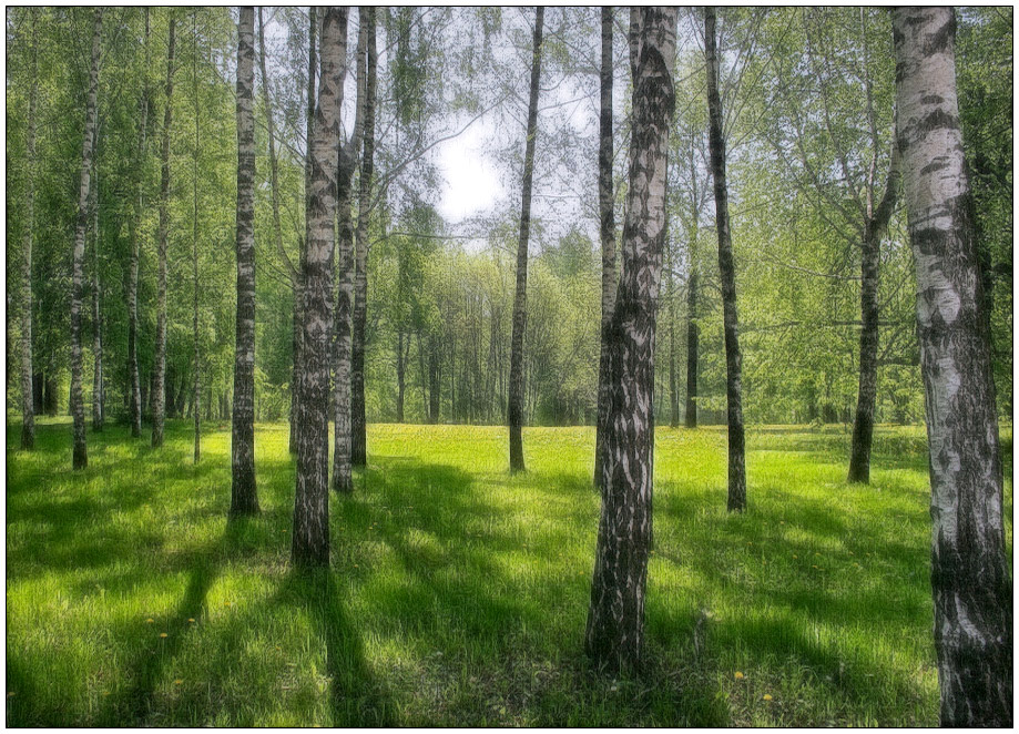 photo "Birch Grove" tags: landscape, forest, spring