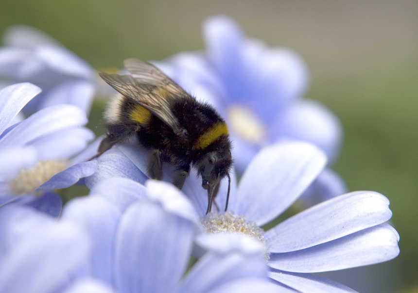 photo "Alone ?" tags: nature, insect