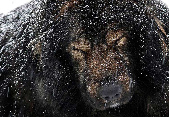 photo "Hard winter" tags: nature, wild animals