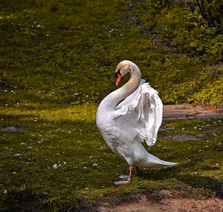 photo "***" tags: nature, wild animals